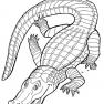 animale-crocodili-de-colorat-p09