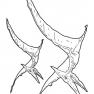 animale-dinozauri-de-colorat-p57